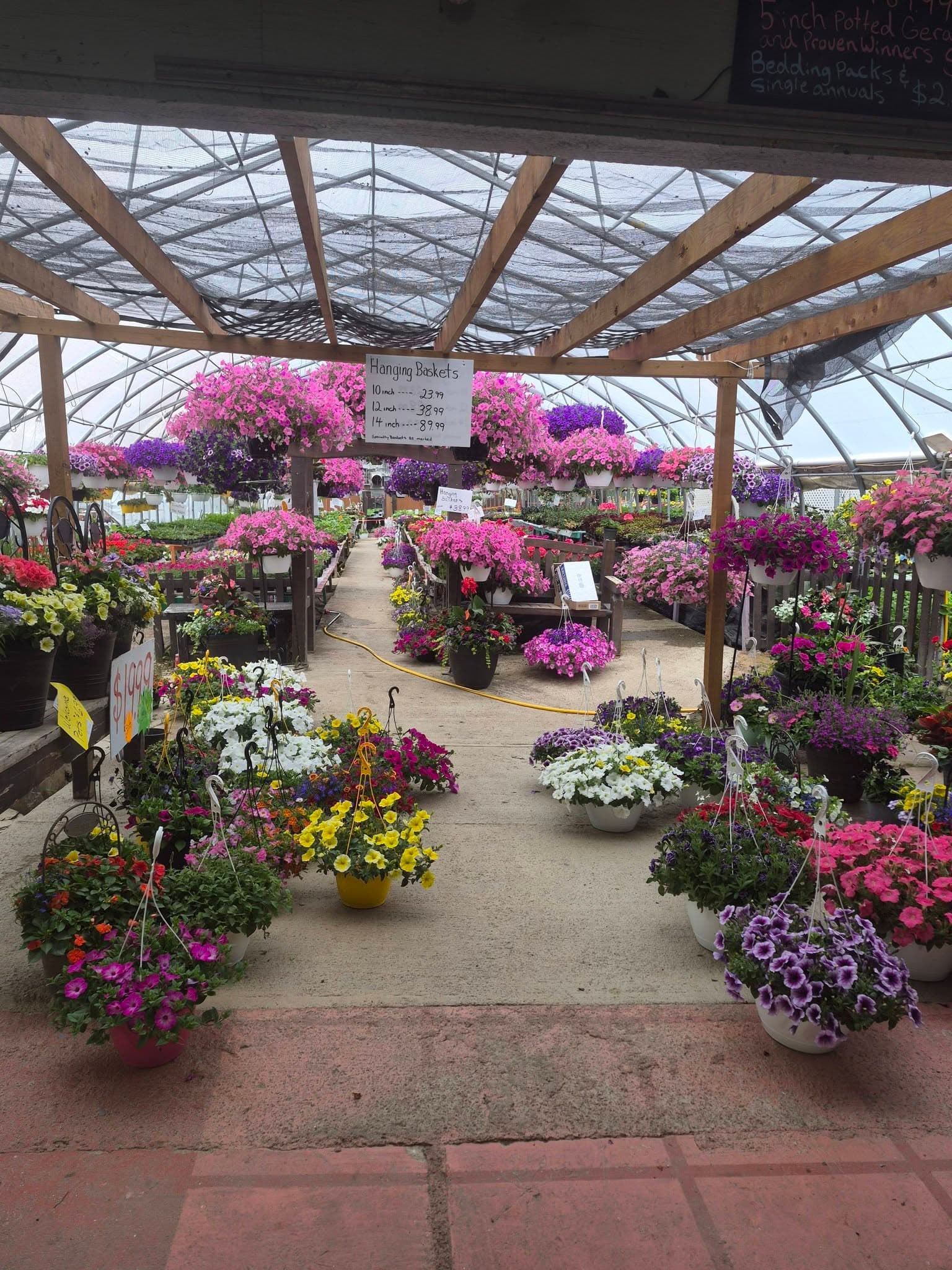 A wide aisle inside the greenhouse lined with colourful petunia hanging baskets in pink, purple, and white