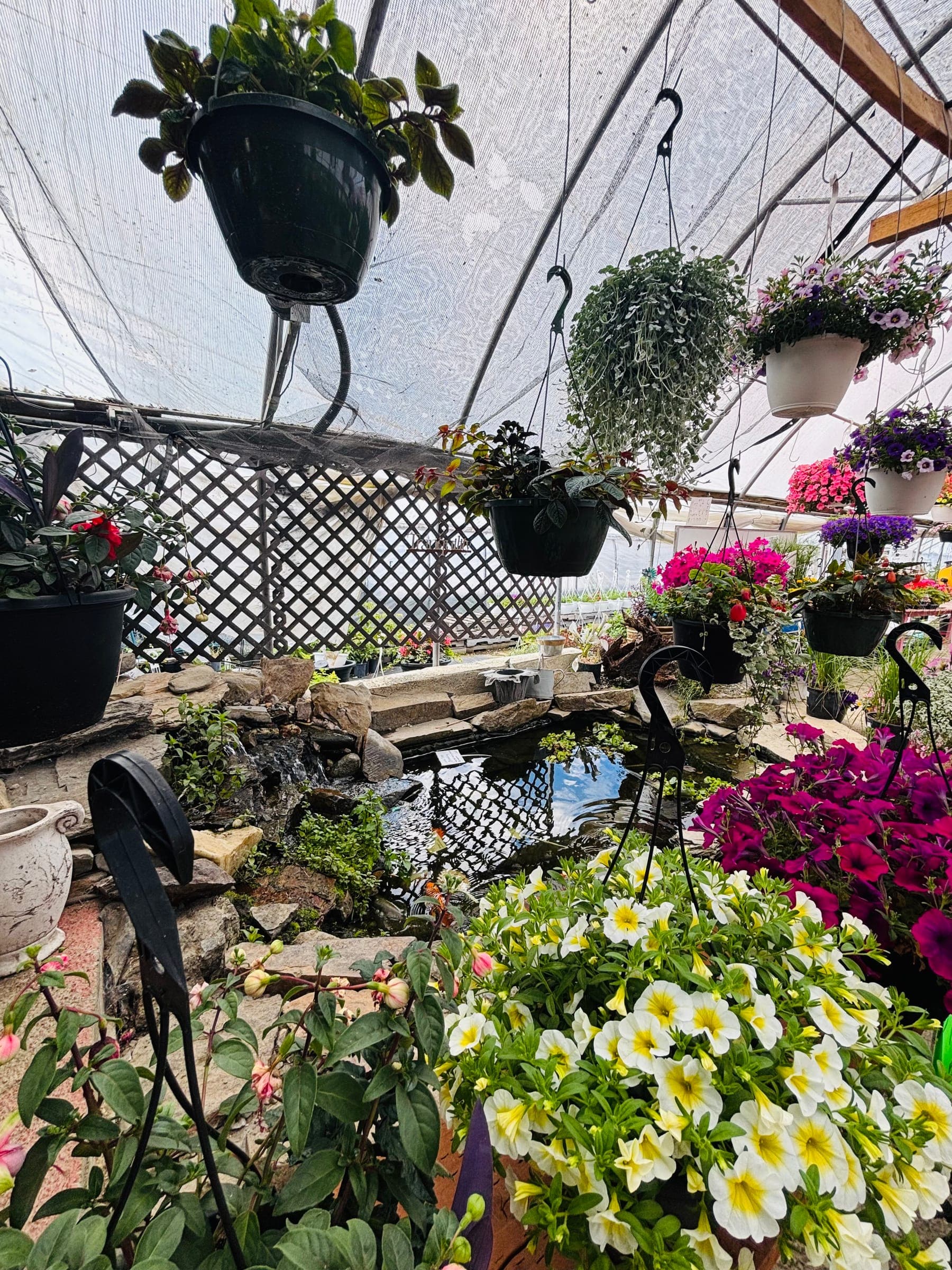 The koi pond inside Palmer Greenhouses, ringed with stones and surrounded by hanging baskets of petunias and calibrachoa