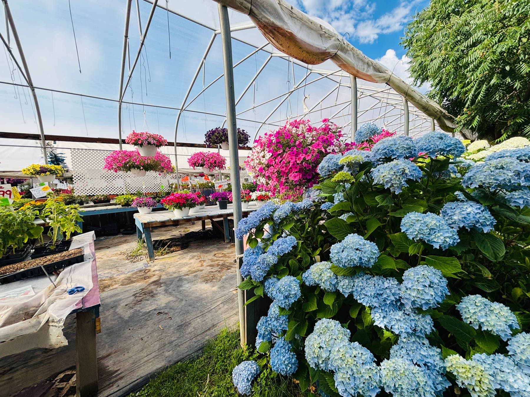 Blue hydrangeas in bloom beside benches of pink petunia hanging baskets inside the greenhouse