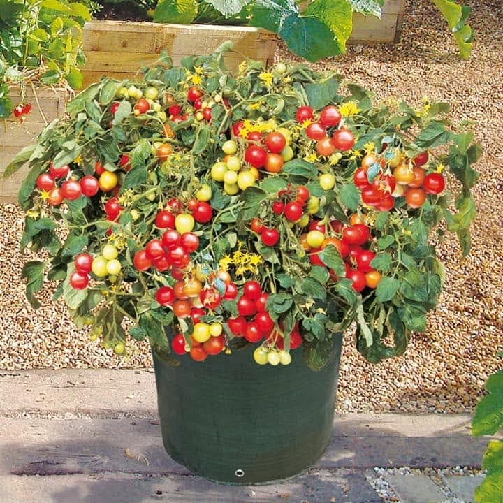 A planter bursting with ripe red and yellow cherry tomatoes