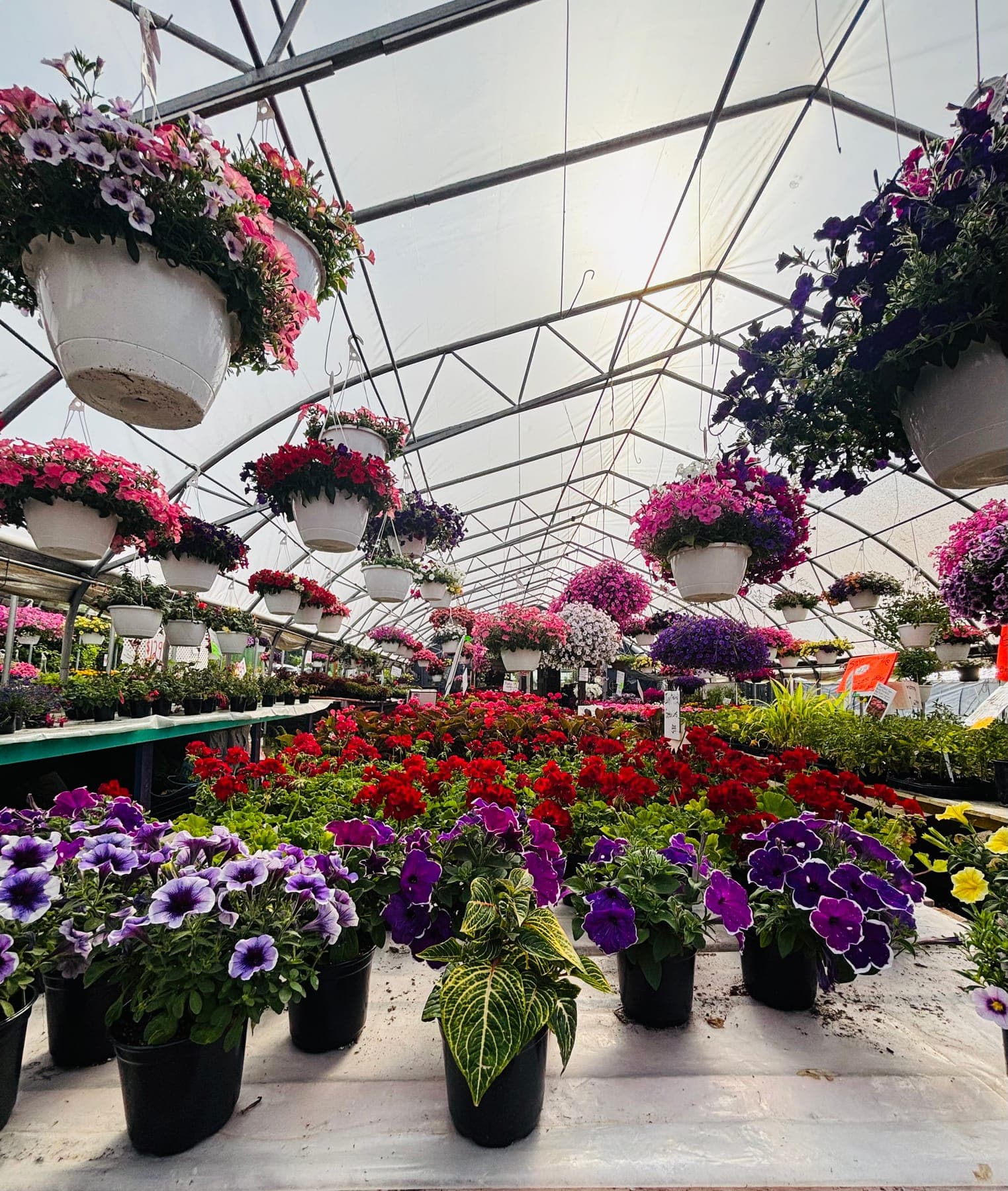 Greenhouse benches covered in red geraniums, purple petunias, and hanging baskets overhead