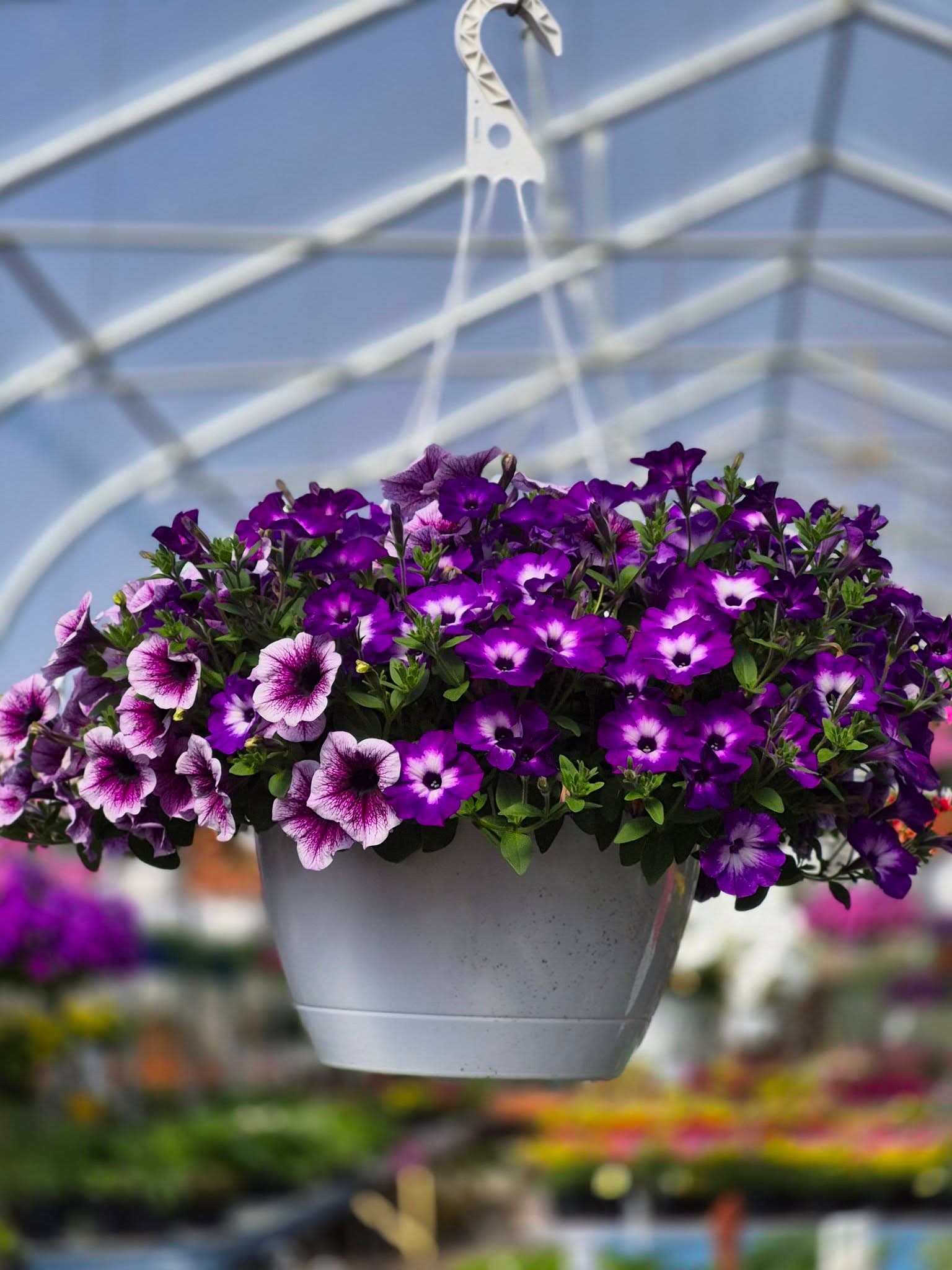 Close-up of a hanging basket overflowing with purple and white petunias inside the greenhouse