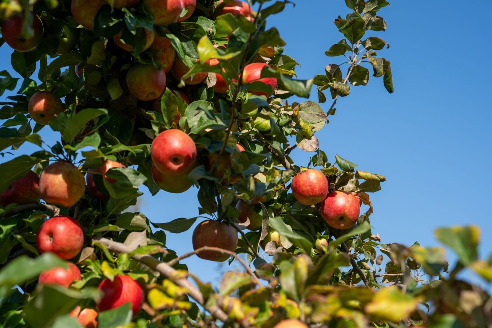 Branches heavy with ripe red apples against a clear blue summer sky