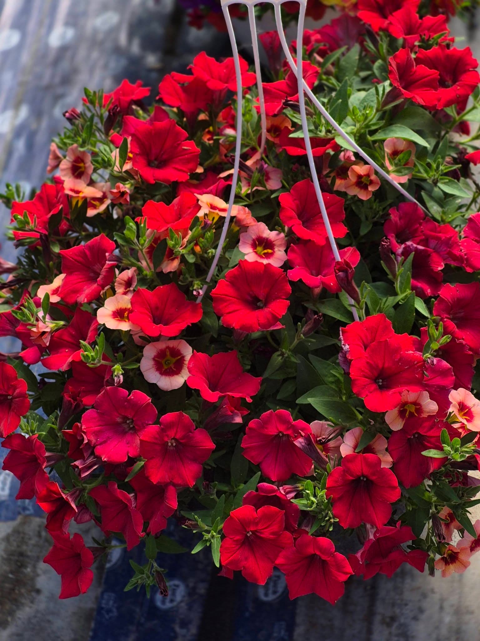 A lush basket of red and coral calibrachoa blooms ready for a patio or porch