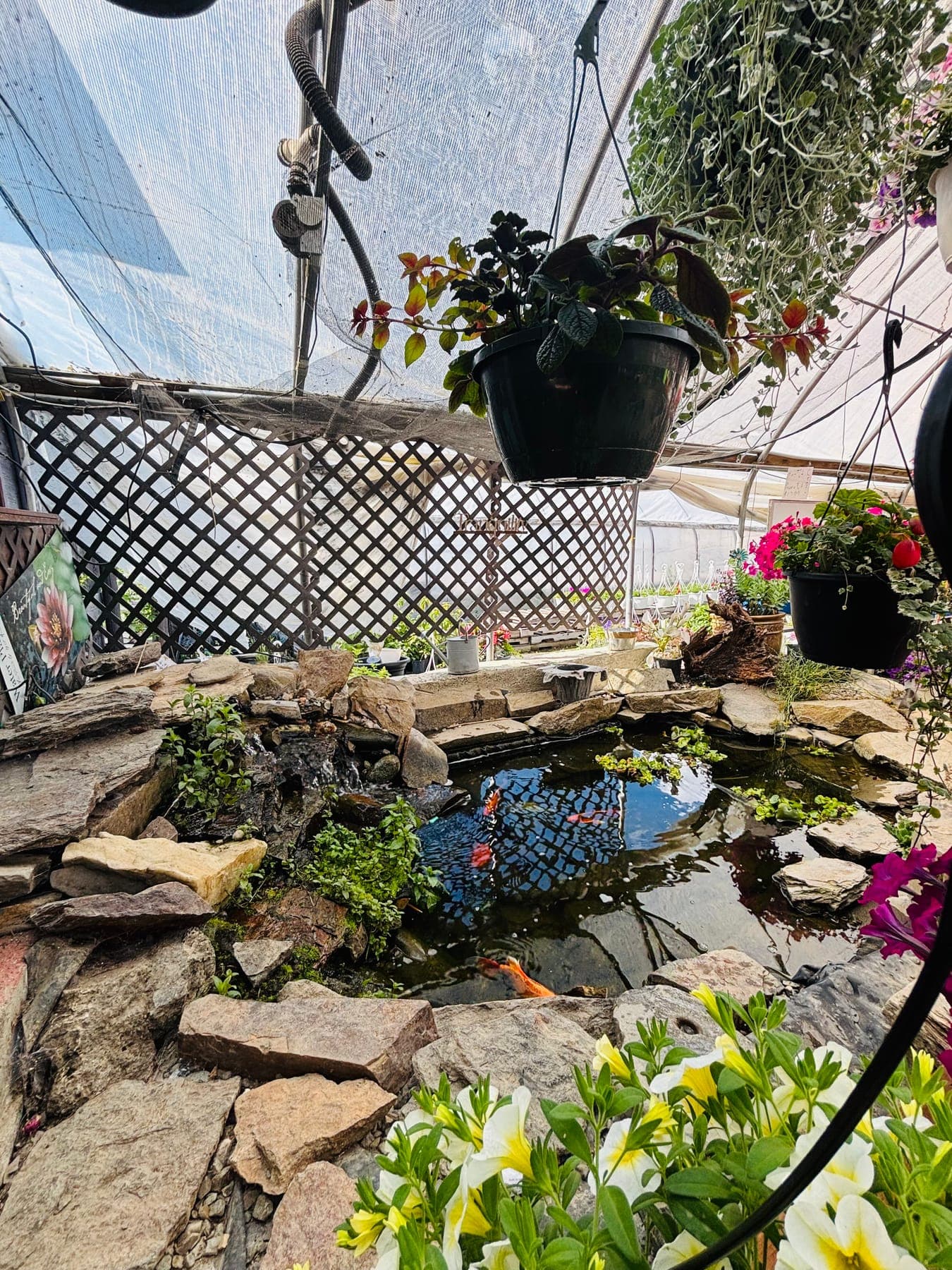 Koi swimming in the stone-edged pond tucked among hanging baskets inside the greenhouse