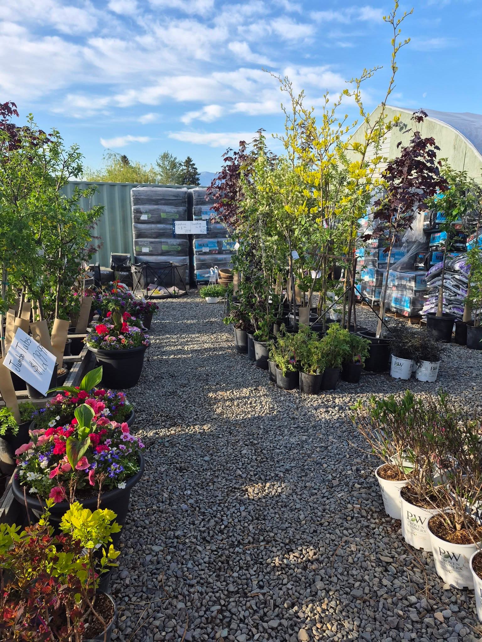 Potted trees and shrubs in the outdoor nursery yard under a blue Creston sky