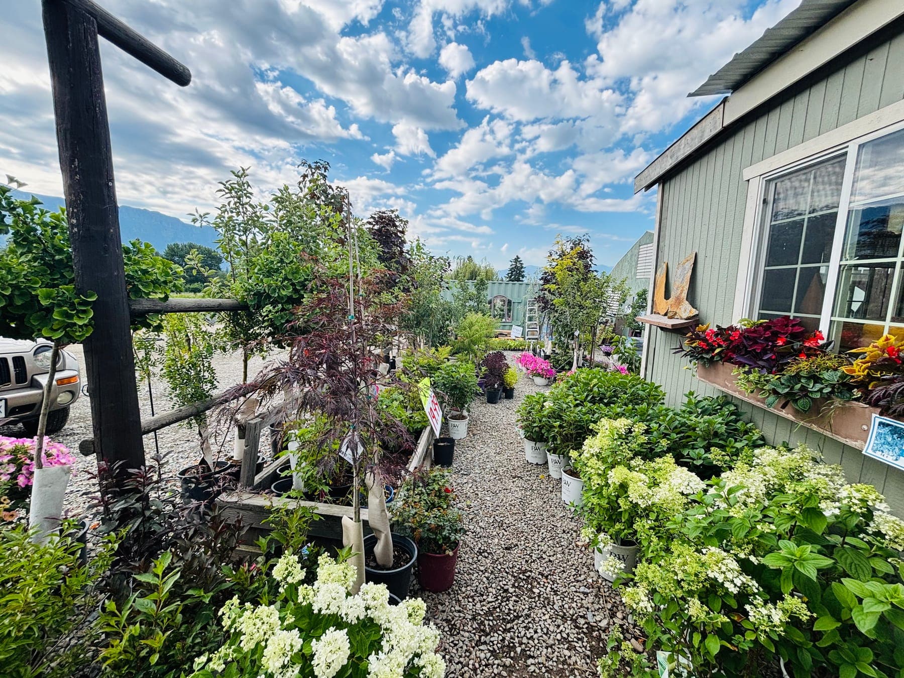 A gravel path through the outdoor nursery with hydrangeas, shrubs, and Creston Valley mountains beyond