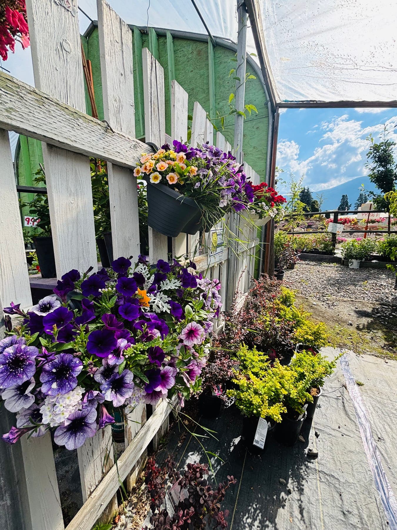 Purple petunias spilling over a white picket fence at the edge of the outdoor nursery
