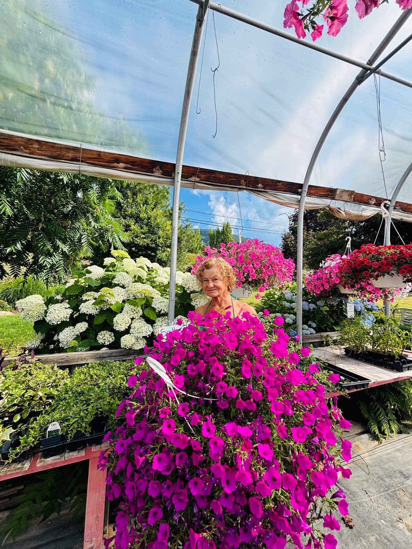 A member of the Palmer family standing among magenta petunias and white hydrangeas in the greenhouse
