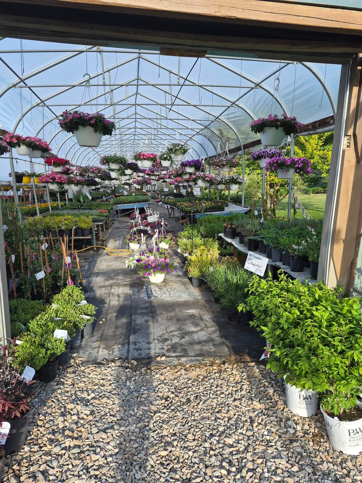 A sunlit walkway through Palmer Greenhouses with hanging baskets overhead and benches of plants on either side